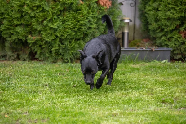 Een kleine zwarte hond buitenshuis in groen gras. De hond is een gemengde o — Stockfoto