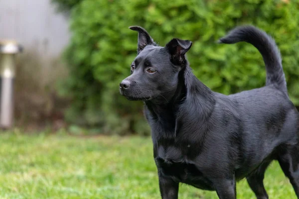 A little black dog outdoors in green grass. The dog is a mixed o — Stock Photo, Image