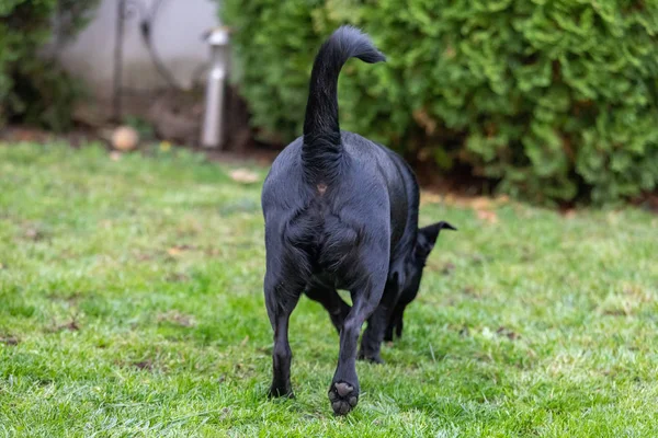 Piccolo cane di razza di incrocio da dietro in un prato — Foto Stock