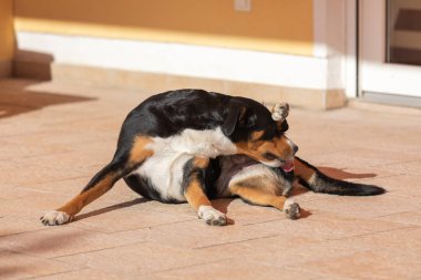 Köpek kendini temizliyor. Appenzeller Dağ Köpek yalama