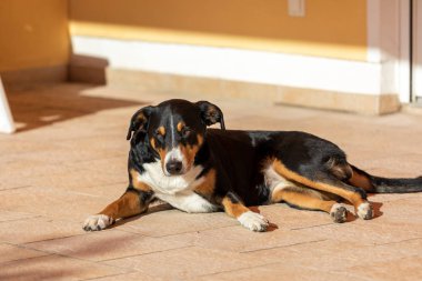 Yerde sevimli bir köpek, Appenzeller Sennenhund
