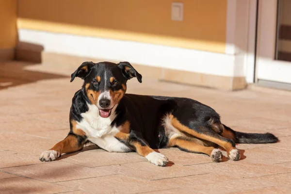 Söt hund på golvet, Appenzeller Sennenhund — Stockfoto