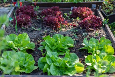 Sıralar dolusu taze marul çiftliği. Sebze bahçesinde yetişen bitki..