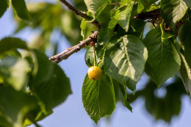 Olgun sarı kiraz ağaçta