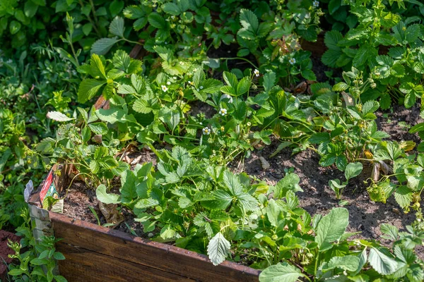Giardino Fiorito Cespugli Fragole Fragole Fiore Piantagione Bacche — Foto Stock