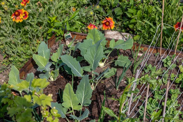 Primo Piano Delle Giovani Piante Rapa Kohlrabi Rapa Tedesca Coltivate — Foto Stock