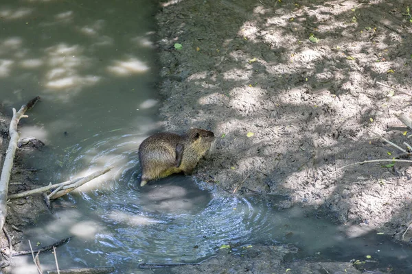 Coypu Известный Речная Крыса Нутрия — стоковое фото