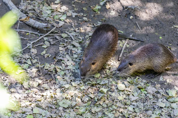 Coypu Також Відомий Річковий Щур Або Горіх — стокове фото