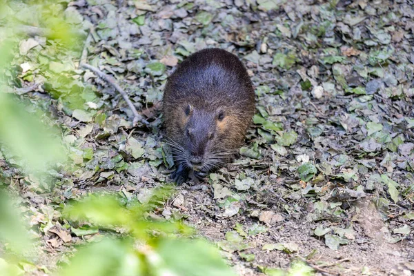 Nutria Nas Margens Canal Wild Nutria Alemanha — Fotografia de Stock