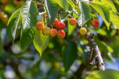 Yeşil yaprakların arasında bir dalda Çin kirazının olgunlaşan meyvesi.