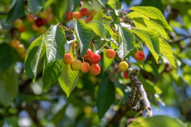 Yeşil yaprakların arasında bir dalda Çin kirazının olgunlaşan meyvesi.