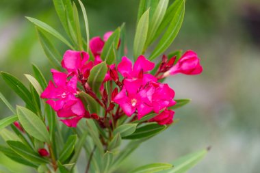 Zonal Geranium, Pelargonium hororum Bahçede kırmızı çiçekler