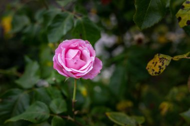 Bahçedeki yeşil çalılıklarda pembe güller