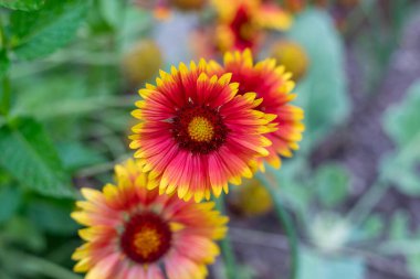 Bahçedeki güzel yaz çiçeklerini kapat.