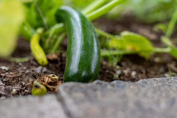 Zucchine Maturano Nell Orto — Foto Stock