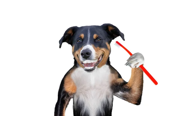 歯ブラシを持っている犬 完璧な笑顔の犬 — ストック写真