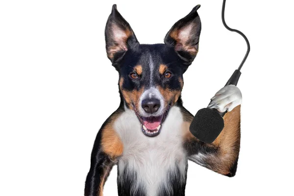 Sånghund Med Mikrofon Isolerad Vit — Stockfoto