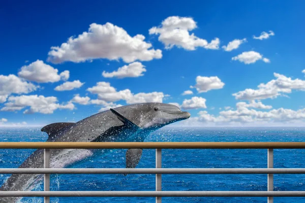 Güzel yunus teknenin yanında zıpladı, şişe burunlu yunus.