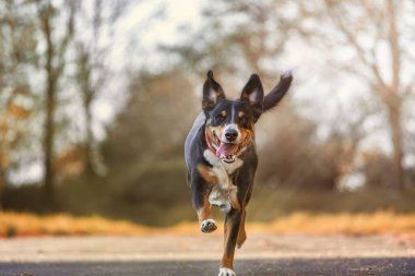 Appenzeller Dağı köpeği sonbaharda gündüz vakti yolda hızlı koşar.
