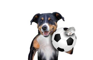 Futbolcu köpeği, beyaz arka plan
