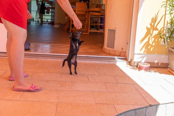 Schöner Kleiner Hund Tanzt Futter Chipoo Dog — Stockfoto