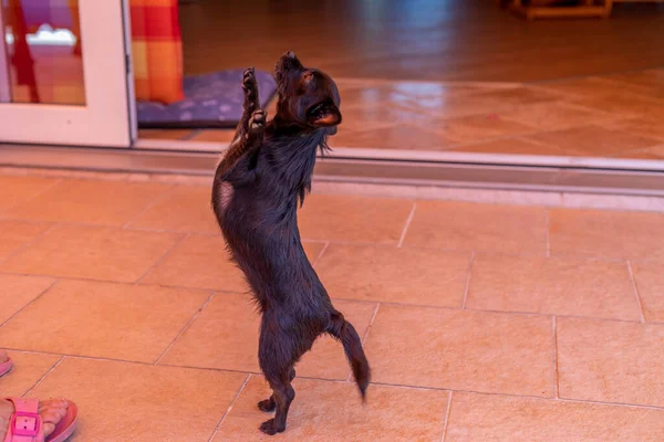 Vacker Liten Hund Dansar För Mat Chipoo Dog — Stockfoto