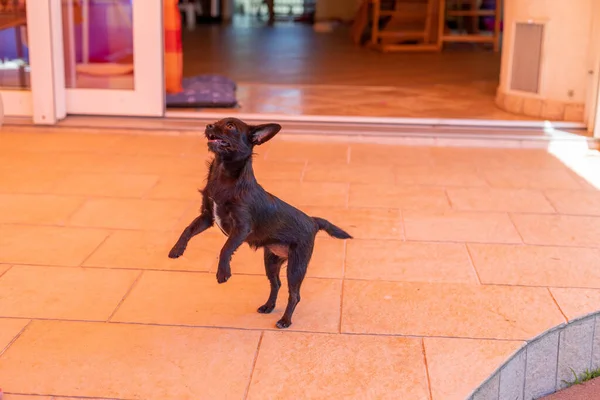 Vacker Liten Hund Dansar För Mat Chipoo Dog — Stockfoto