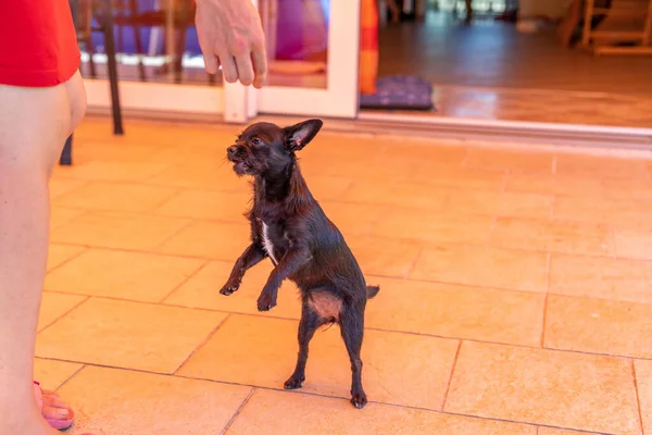 Schöner Kleiner Hund Tanzt Futter Chipoo Dog — Stockfoto