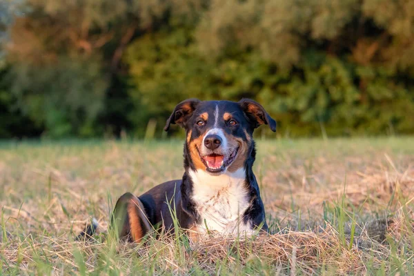 日没時に屋外の芝生に横たわっている犬 アッペンツェル センネンフンド — ストック写真