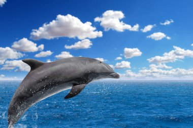 Şişeburunlu Yunuslar (Tursiops Truncatus) açık mavi denize atlıyor