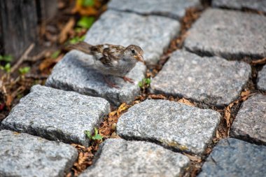 Almanya 'ya giden bir serçe.