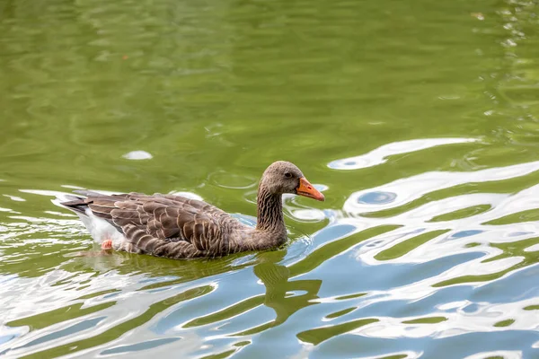 Canard Flottant Dans Lac Plein Air — Photo