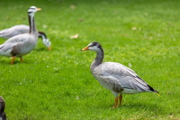 Goose Walking Green Grass Spring — Stock Photo, Image