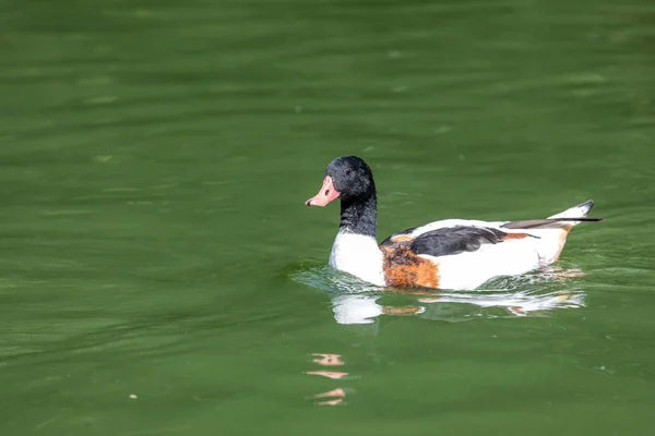 鸭头为黑色 漂浮在水中 — 图库照片