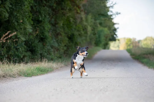 Appenzeller Perro Corriendo Muy Rápido Por Campo — Foto de Stock