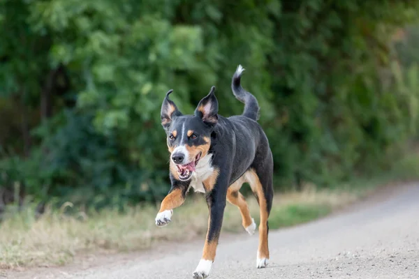 Perro Feliz Está Corriendo Con Orejas Aletas Appenzeller Sennenhund —  Fotos de Stock