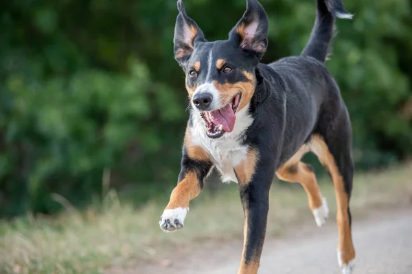 Perro Feliz Está Corriendo Con Orejas Aletas Appenzeller Sennenhund —  Fotos de Stock