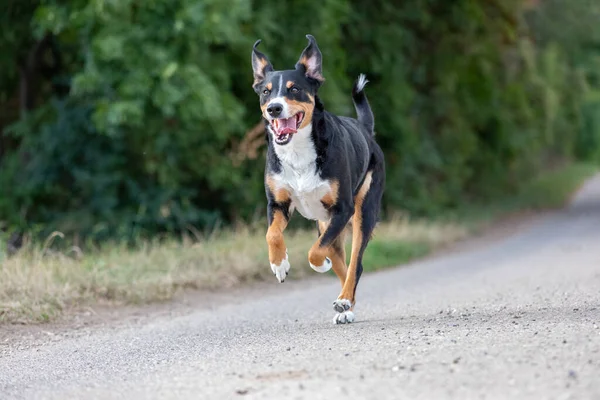 가지고 달린다 Appenzeller Sennenhund — 스톡 사진