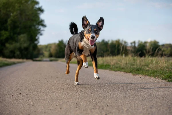 Mutlu Köpek Kulaklarıyla Koşuyor Appenzeller Sennenhund — Stok fotoğraf