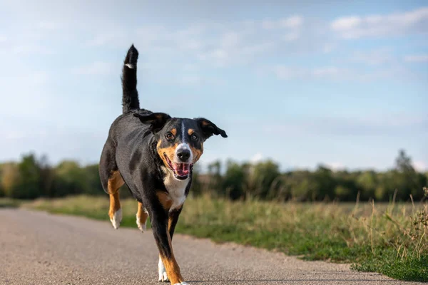 Appenzeller Perro Corriendo Muy Rápido Por Campo —  Fotos de Stock