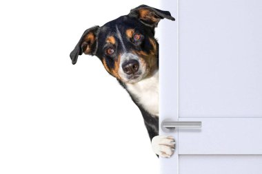 Kapının arkasındaki sürpriz köpek.