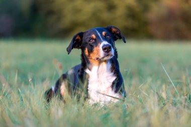 Apenzeller dağ köpeğinin portresi, yaz tarlasında yatıyor, doğal ışık.