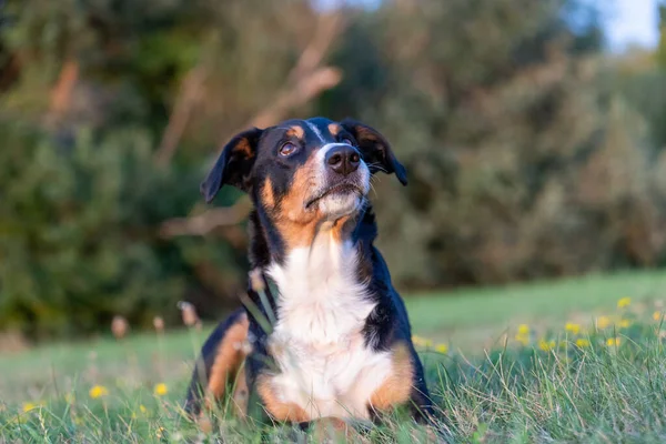 Porträt Des Süßen Hundes Freien Appenzeller Sennenhund — Stockfoto