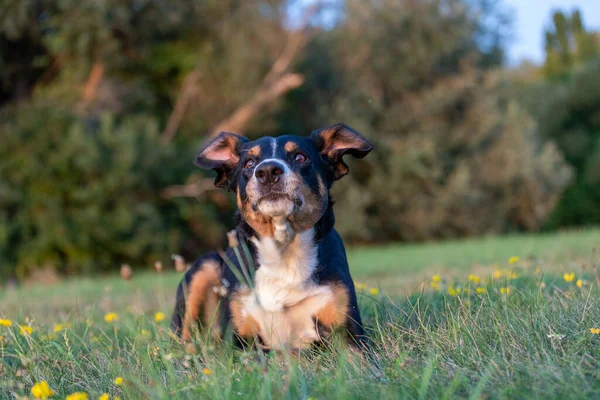 アペンセラー山の肖像犬の口を開いた驚き — ストック写真