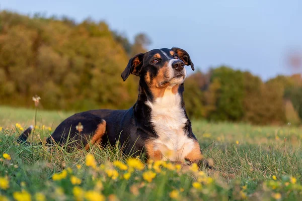 かわいい犬の屋外の肖像 Appzeller Senenund — ストック写真