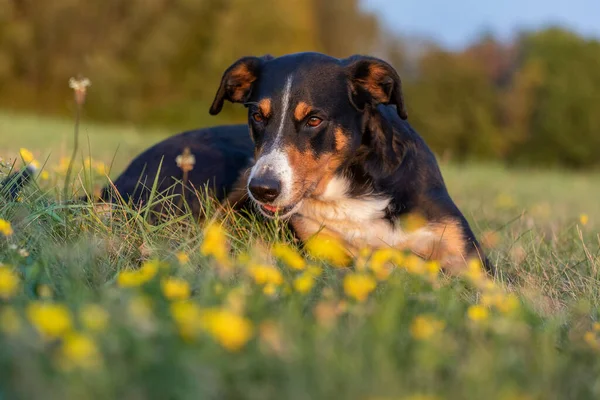 アペンセラー山の肖像犬の口を開いた驚き — ストック写真