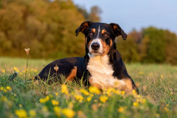 かわいい犬の屋外の肖像 Appzeller Senenund — ストック写真