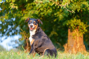 Apenzeller dağ köpeği çimlerin üzerinde oturuyor.