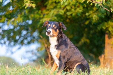 Apenzeller dağ köpeği çimlerin üzerinde oturuyor.