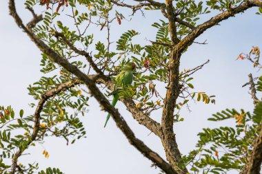 Dalın üzerinde oturan yeşil papağan